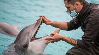 Tech giant takes step toward understanding what Dolphins are saying, talking back to them - Fox News
