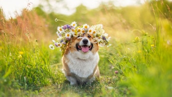 10 dog gear items your dog needs this spring - Fox News