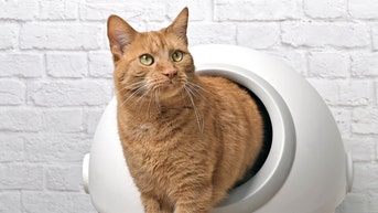 Automatic litter boxes that make cat care a breeze - Fox News