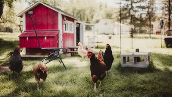Everything you need to build your own chicken coop
