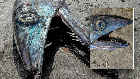 'Odd-looking' deep sea fish washes up on beach, surprising locals: 'Would not expect to run across'