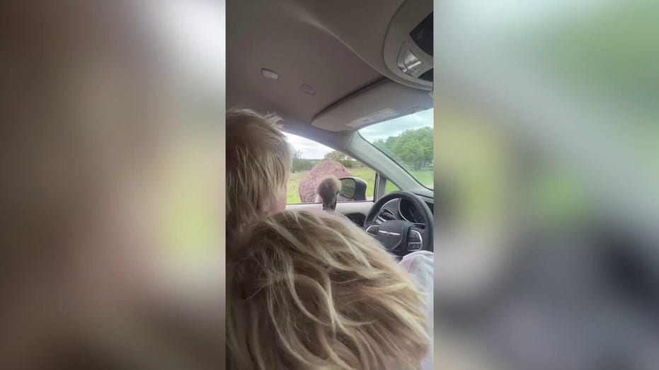 Former British PM Boris John attacked by ostrich at Texas park: ‘Oh, f****** hell!’
