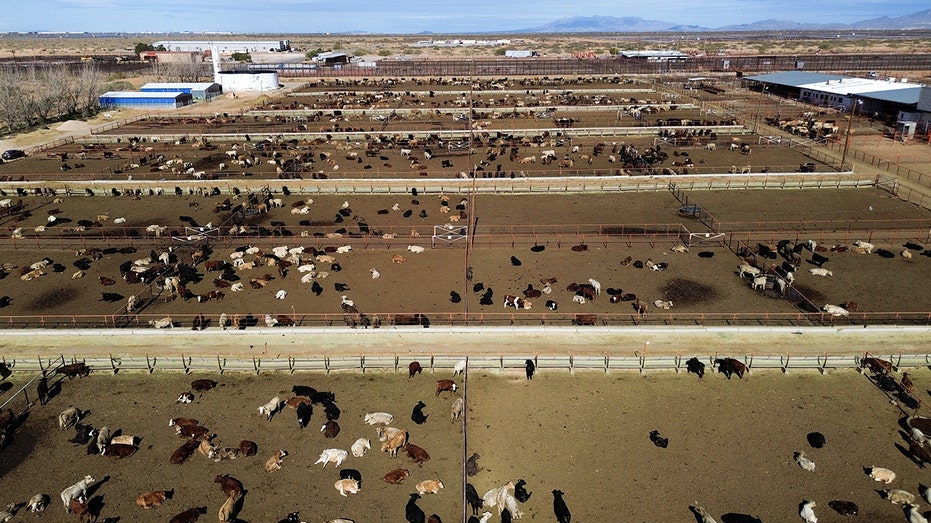 US shuts southern border to livestock imports to stop spread of deadly flies