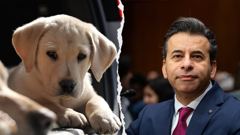 FDA phasing out some animal testing in 'win-win' for ethics and public health: commissioner
