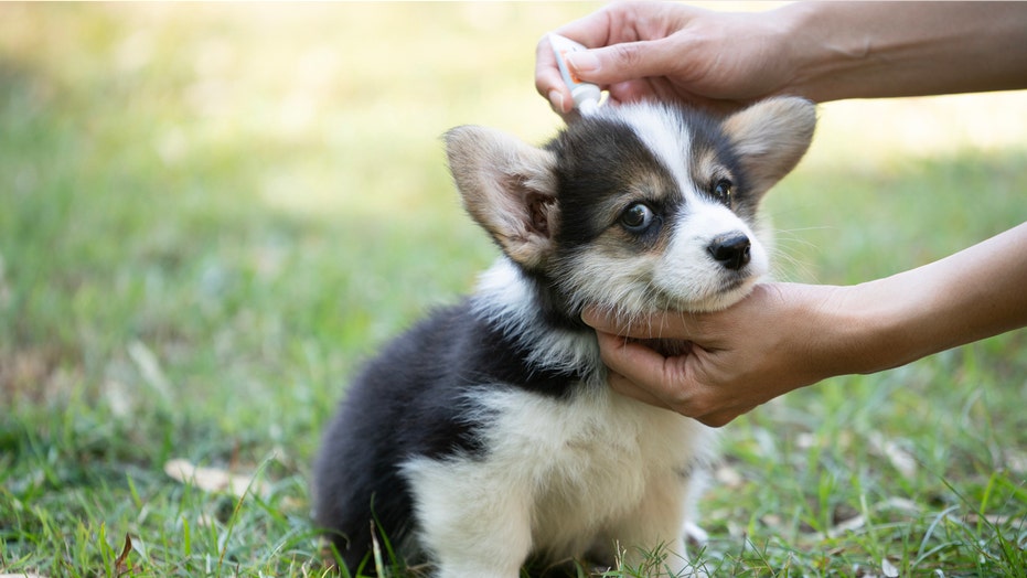 Protect Your Pets: Flea, Tick, and Allergy Season is Here
