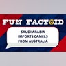 Saudi Arabia import its camels from Australia