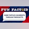 Some turtles can breath through their butts