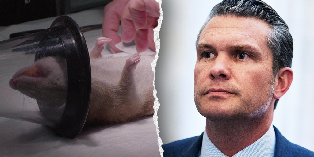 Navy halts dog and cat experiments after PETA writes Hegseth about US taxpayer-funded animal tests