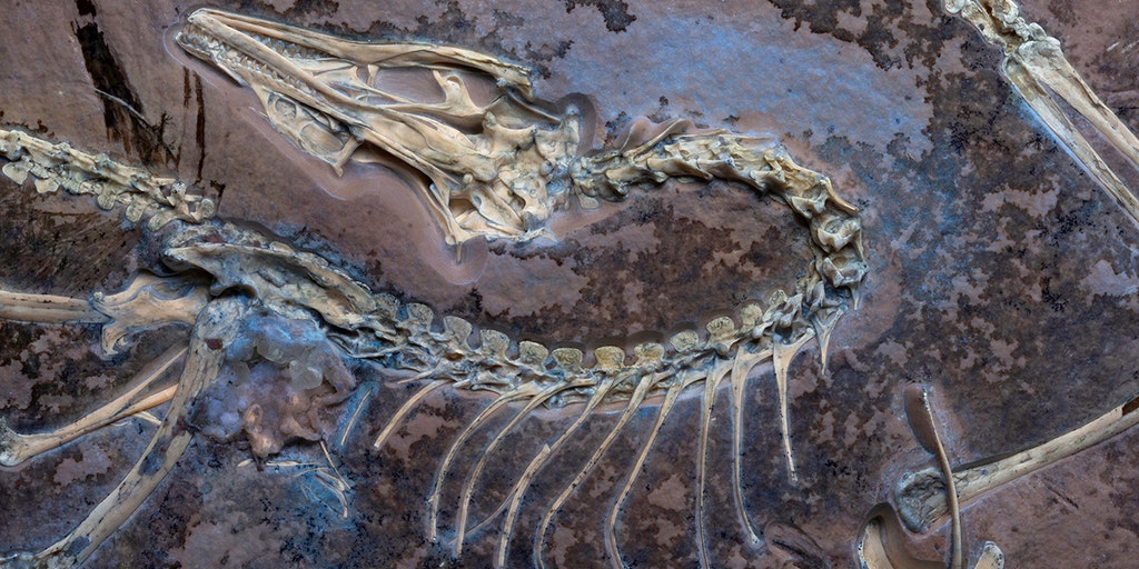 Scientists uncover new secrets of rare feathered fossil showing early bird evolution