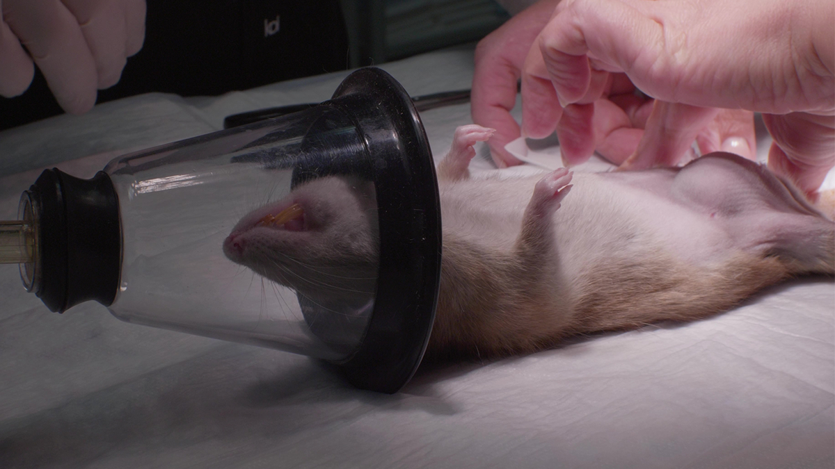 Os veterinários preparam ratos para a cirurgia, realizando anestesia através de máscaras e verificando sinais vitais na tabela de operações da clínica veterinária. Os ratos sob anestesia foram submetidos a cirurgia.