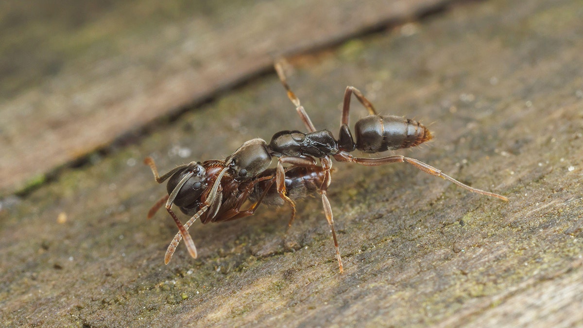 Asian needle ant up-close on some wood.