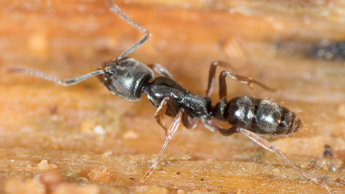Asian needle ant up close.