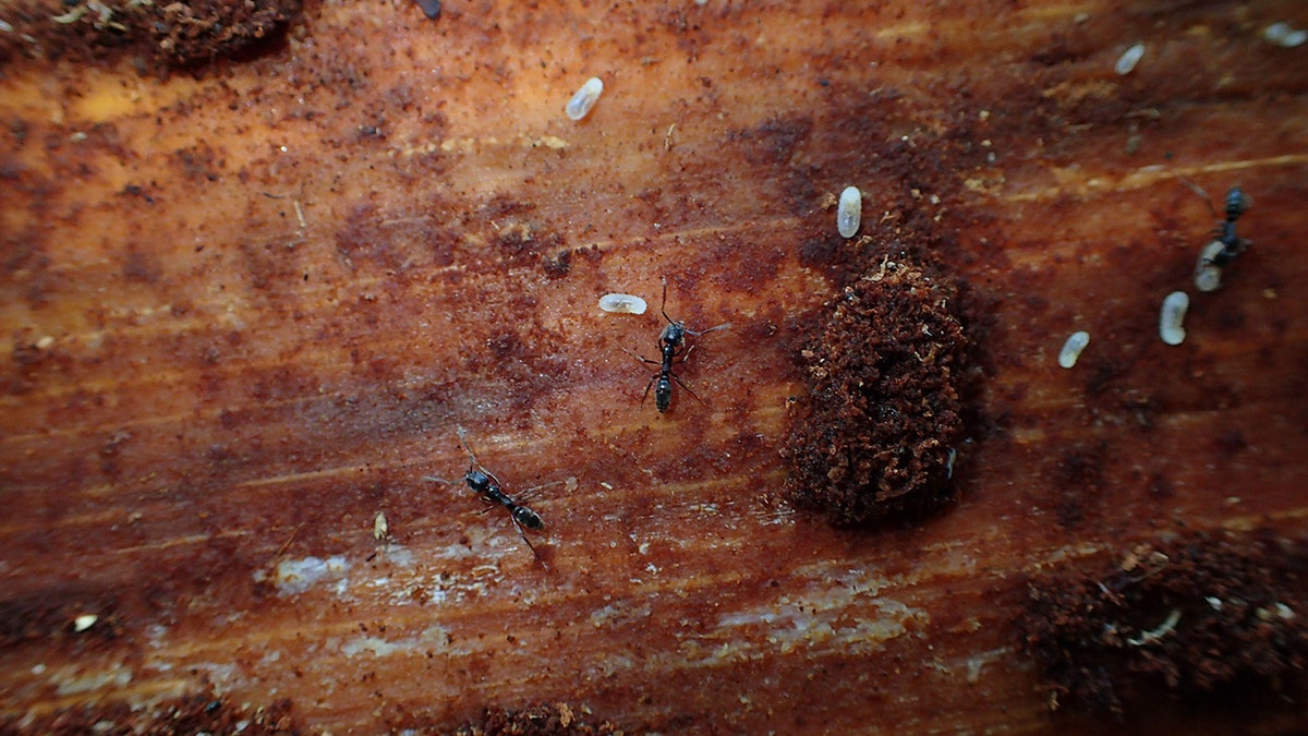 Asian needle ant and their larvae