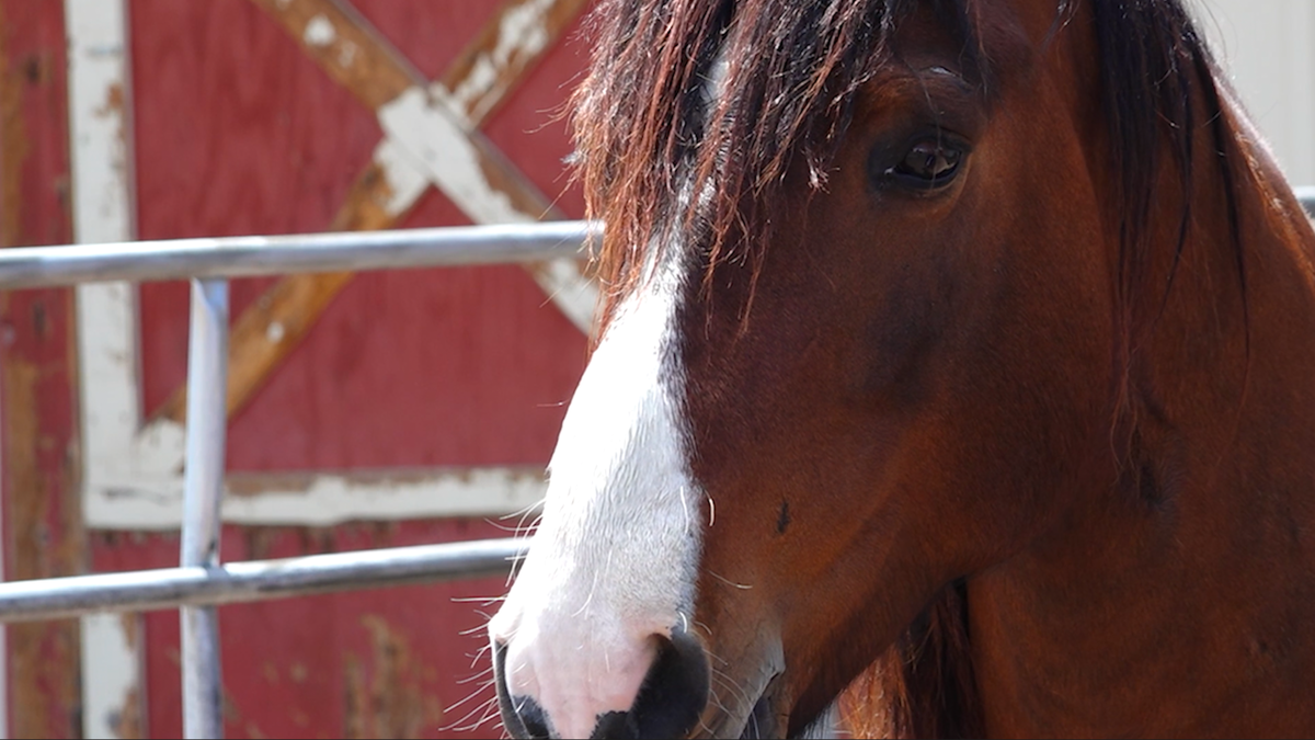 Horses help veterans heal