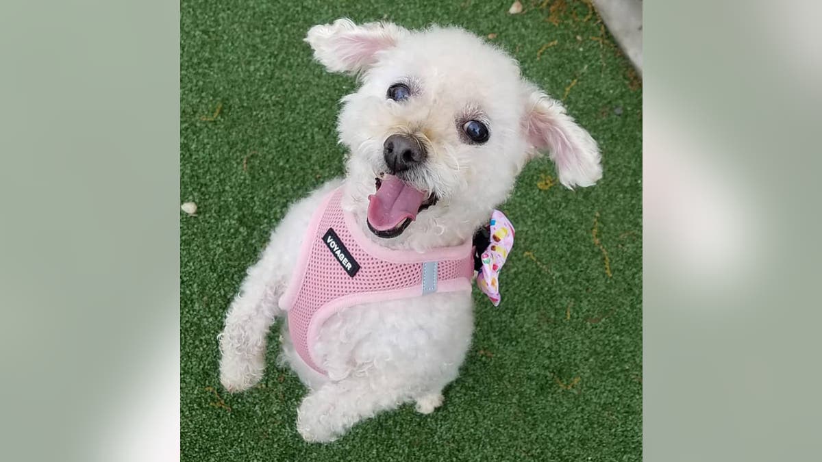 This harness is comfortable and lightweight. 