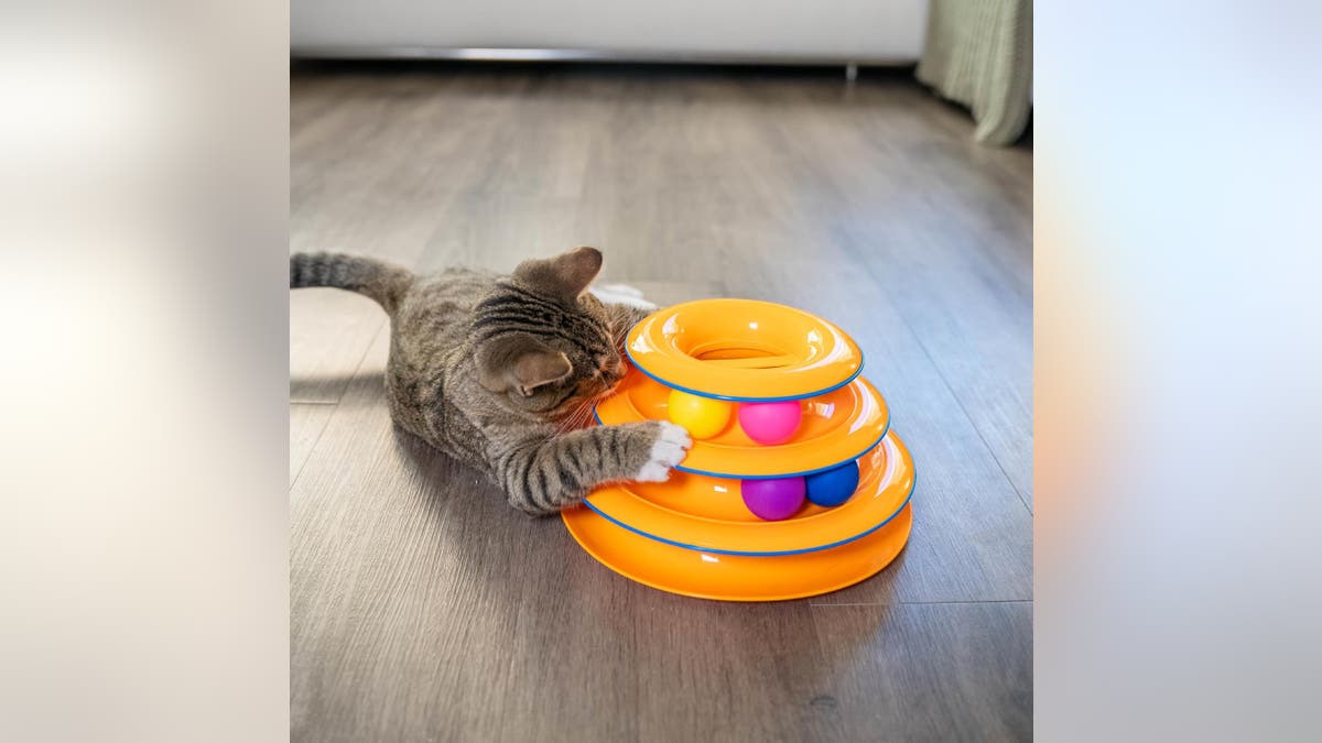 Your cat will have a blast with this toy. 