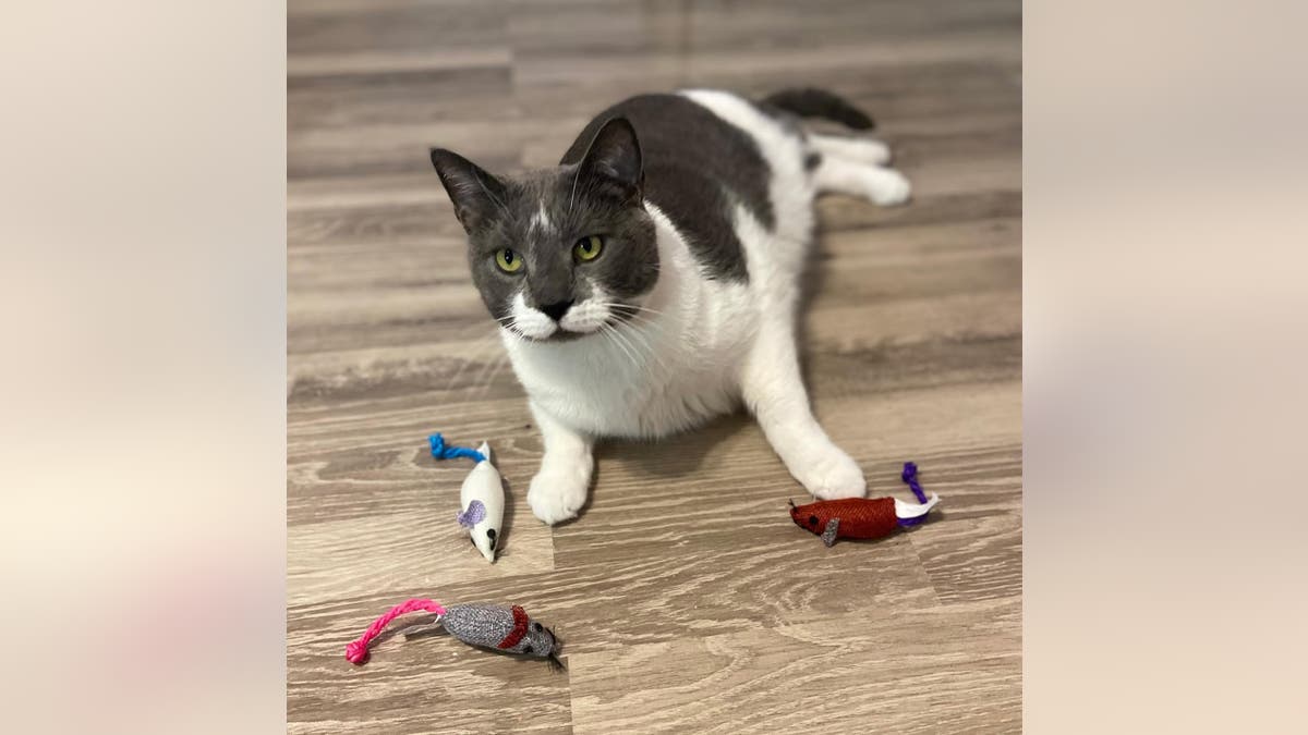 Catnip mice are always a favorite among cats. 