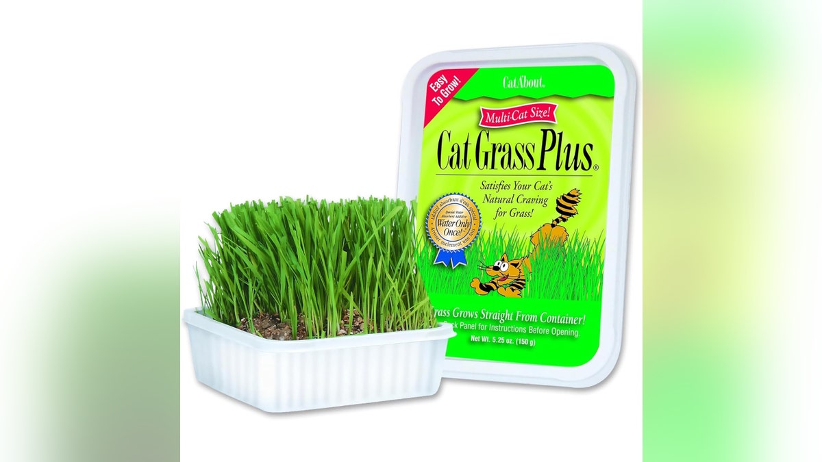 Cat grass helps with your cat's digestion. 
