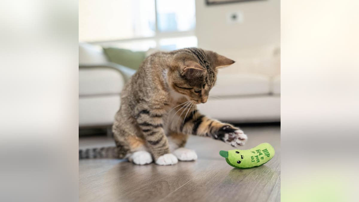 Keep your cat's teeth healthy with this dental toy. 