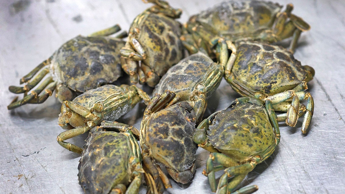 Nine frozen green crabs are displayed in a pile.