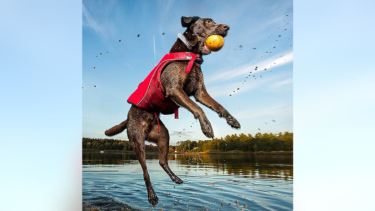Help your dog stay safe when you're out on the water with a life jacket. 