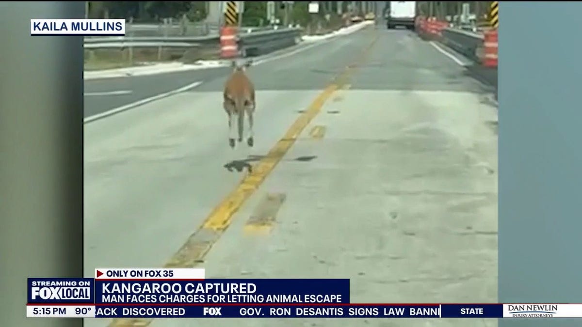 kangaroo hops in middle of road