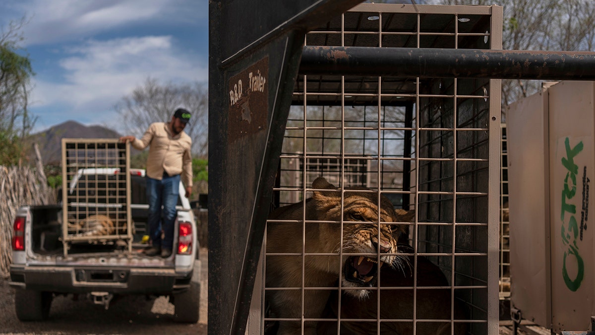A lioness sits in a cage in Mexico
