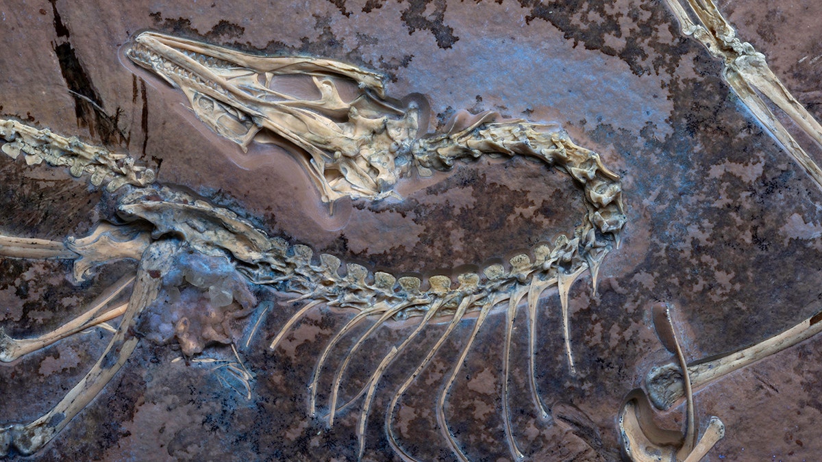 archaeopteryx-1