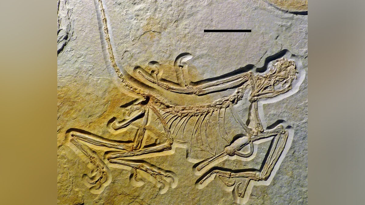 archaeopteryx-2