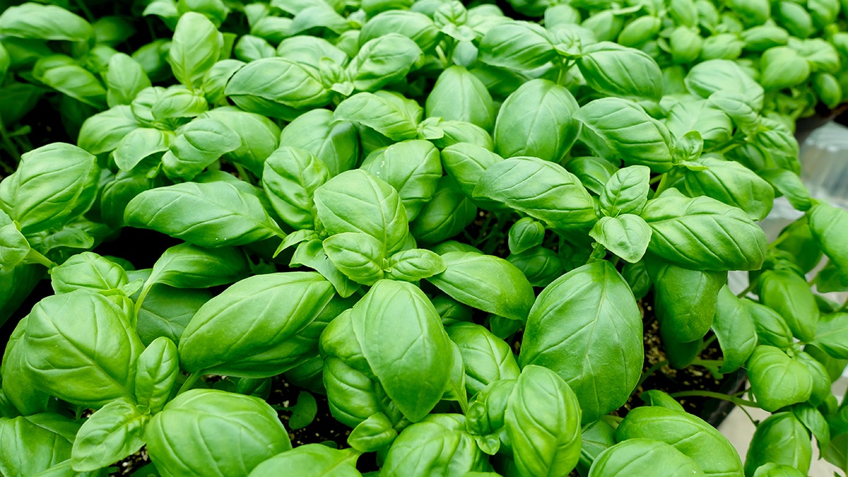 Basil leaves are shown in a garden.