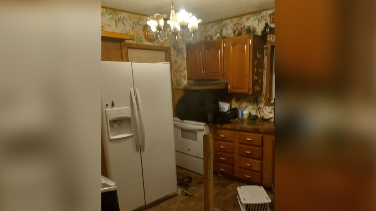 View of black bear on stove in kitchen 
