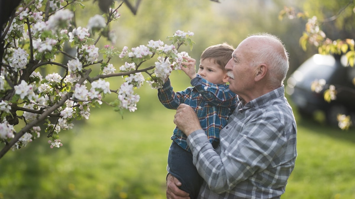 Elderly man holding baby who is touching a blooming tree