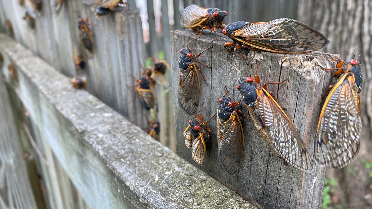 A large amount of sicada on a wooden fence
