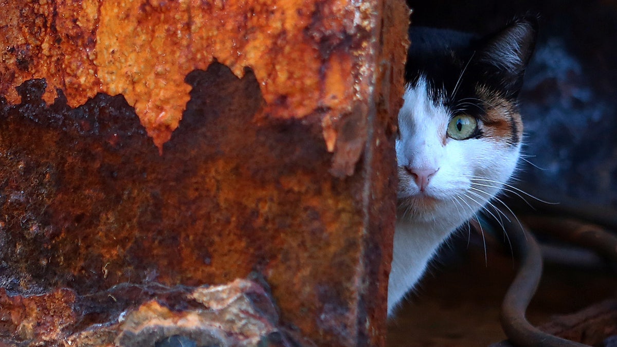 Cat peeking out from pillar on ship