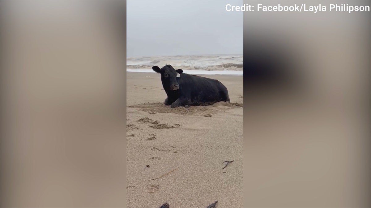 Cow washes up on Australian beach amid devastating flooding