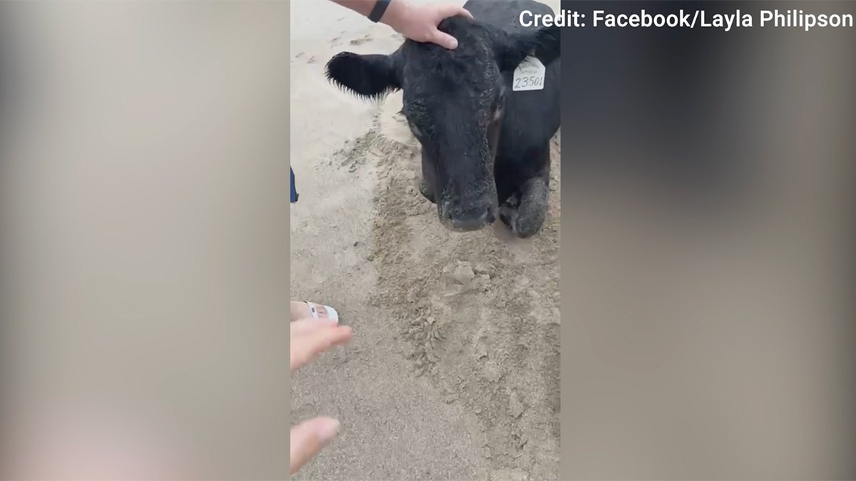 Cow washes up on Australian beach amid devastating flooding