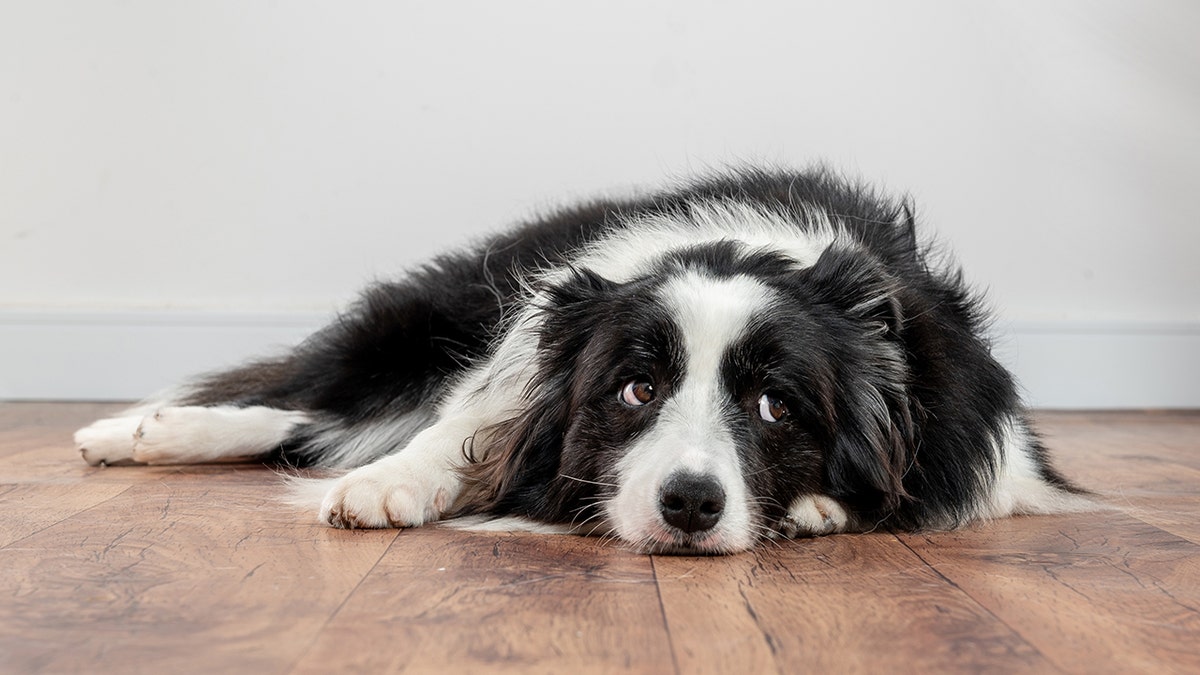 Black and white border Collie lay on the floor looking up with sad eyes, looking tired or stressed.