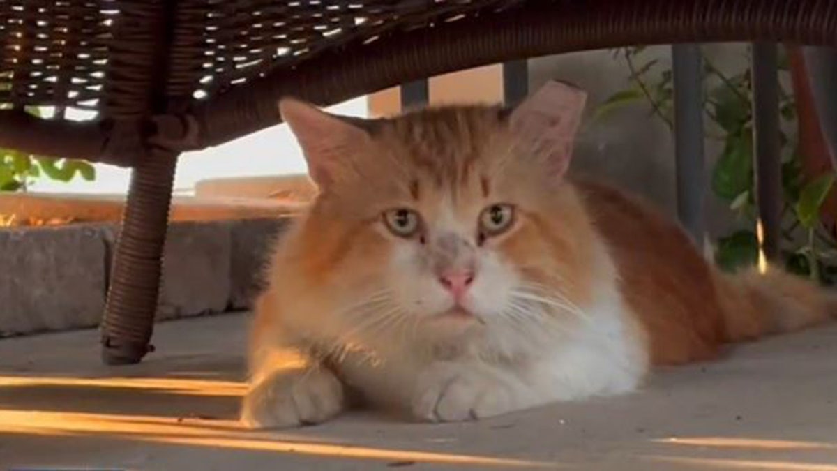 George the cat hiding under a chair