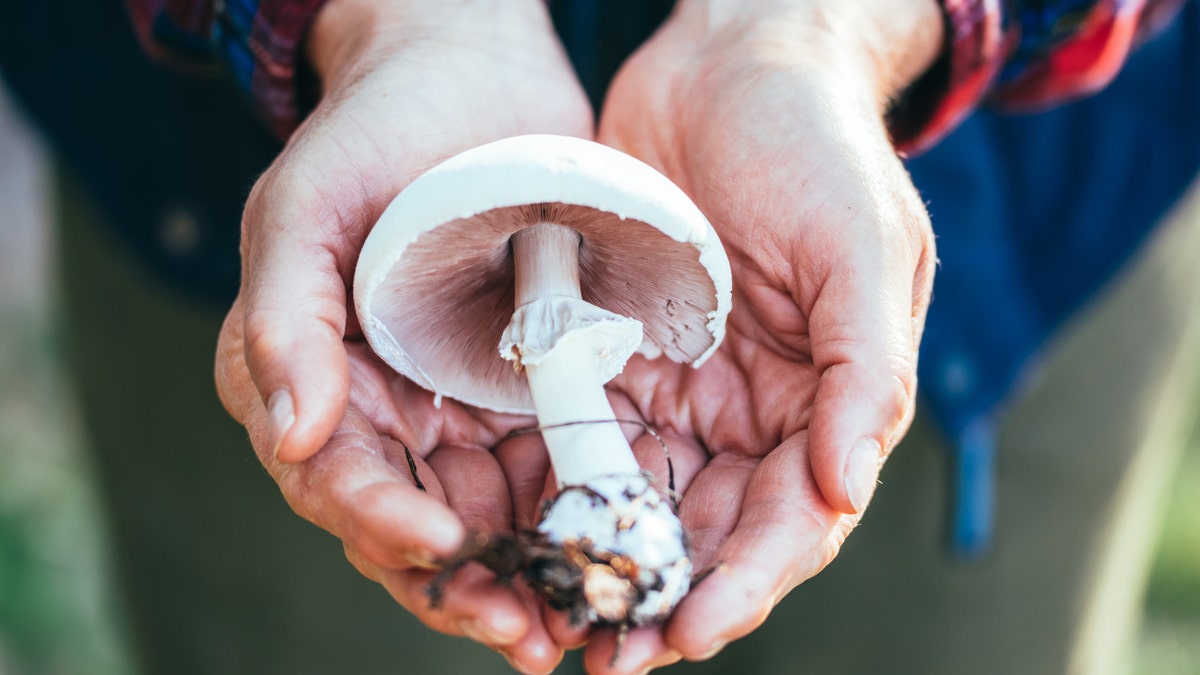 ‘Magic Mushrooms’ puede ofrecer un gran alivio para los pacientes de Parkinson, muestra el estudio