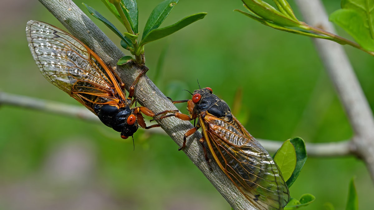 Two cicadas sitting on two branches together