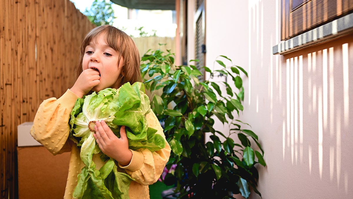 A little girl eating a big handful of leafy vegetables in her backyard.