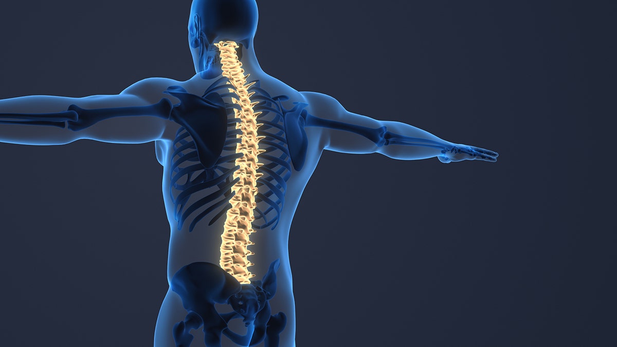 Diagram of spine, 3D model.