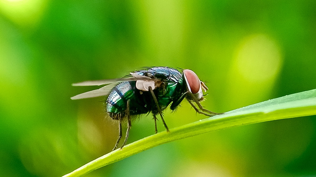 A closeup changeable of a New World screwworm connected a leaf, greenish background.