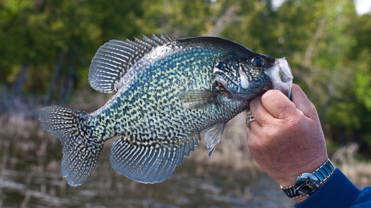 black crappie fish