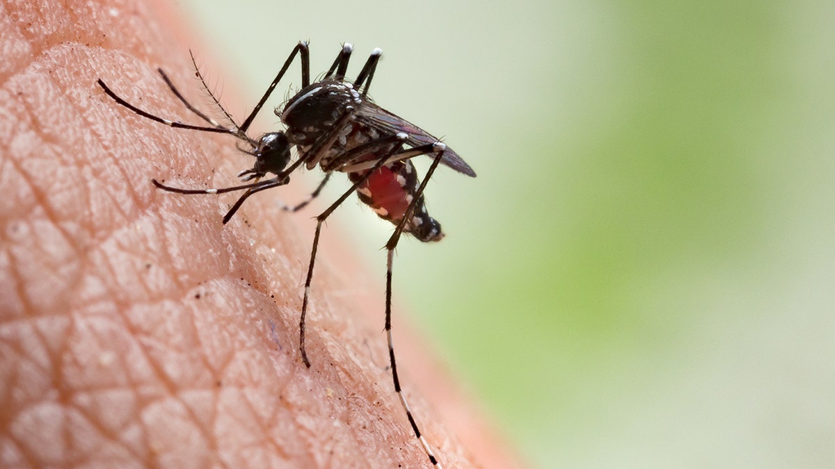 mosquito sucking blood from human