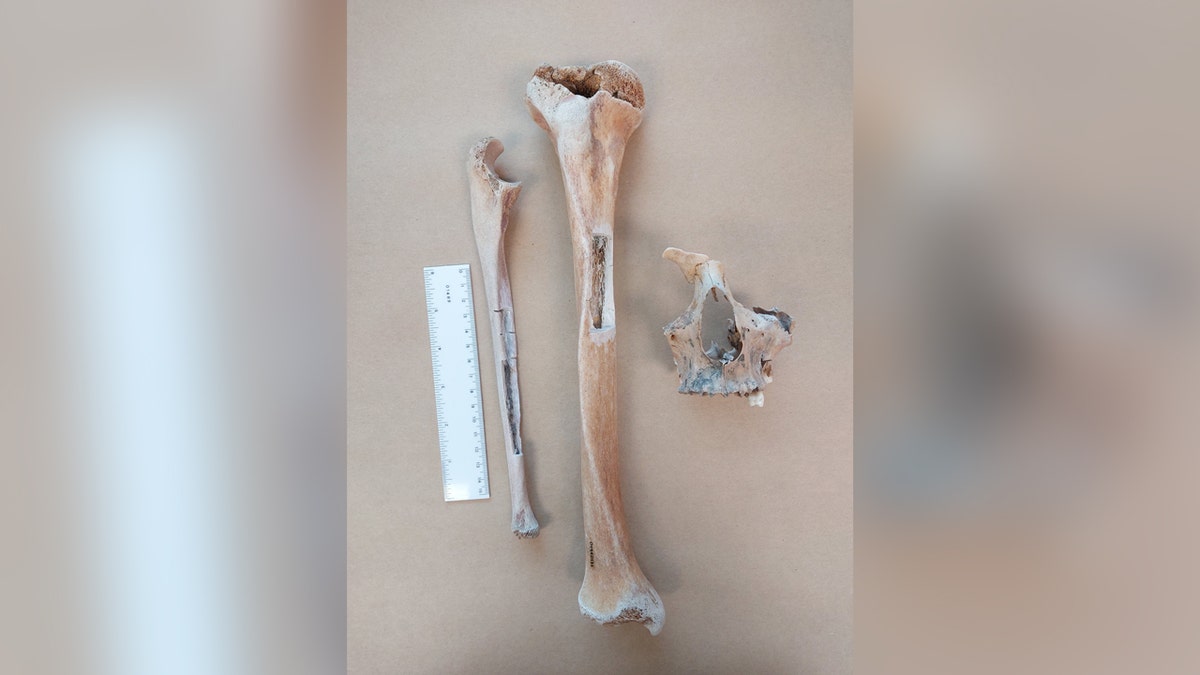 Ramapo College students solve 179-year-old mystery of Jersey Shore bones Goodsell Bones