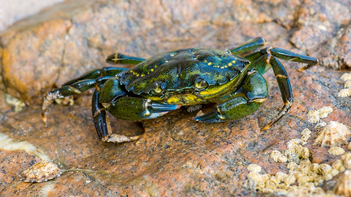 A closeup view of a green crab on a rock bottom.