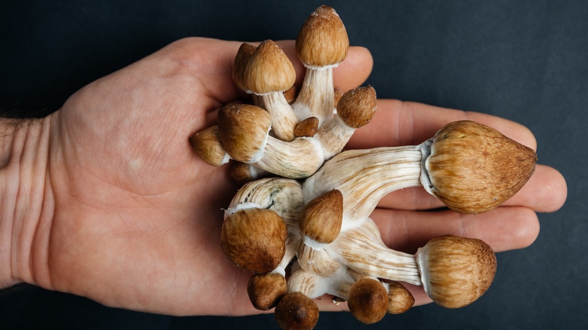 Holding mushrooms