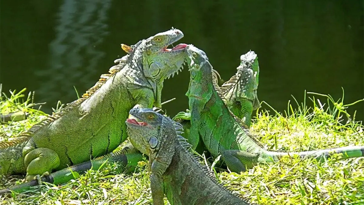 Four green iguanas