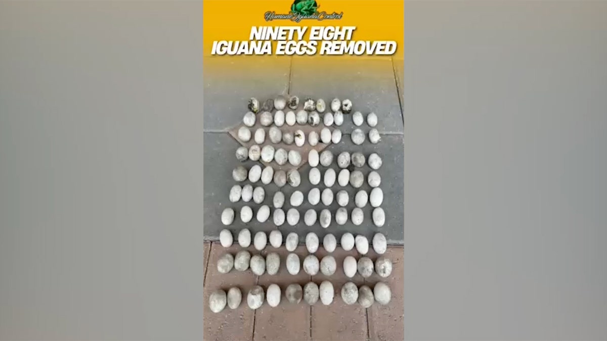 98 iguana eggs